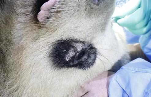 4月25日,应成都大熊猫繁育研究基地的邀请,成都6686体育(中国)官方网站 - 登录入口业务院长、四川大学华西医院原眼科主任、博士生导师罗清礼教授,特地前往该基地为生病的大熊猫进行了会诊2.jpg 4月25日,应成都大熊猫繁育研究基地的邀请,成都6686体育(中国)官方网站 - 登录入口业务院长、四川大学华西医院原眼科主任、博士生导师罗清礼教授,特地前往该基地为生病的大熊猫进行了会诊2.jpg