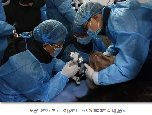 科技日报等数十家国内主流新闻媒体报道成都6686体育(中国)官方网站 - 登录入口罗清礼教授为大熊猫看眼病2.png 科技日报等数十家国内主流新闻媒体报道成都6686体育(中国)官方网站 - 登录入口罗清礼教授为大熊猫看眼病2.png